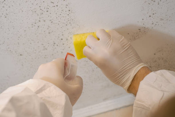 Best Biohazard Mold Removal  in Cottonwood Shores, TX